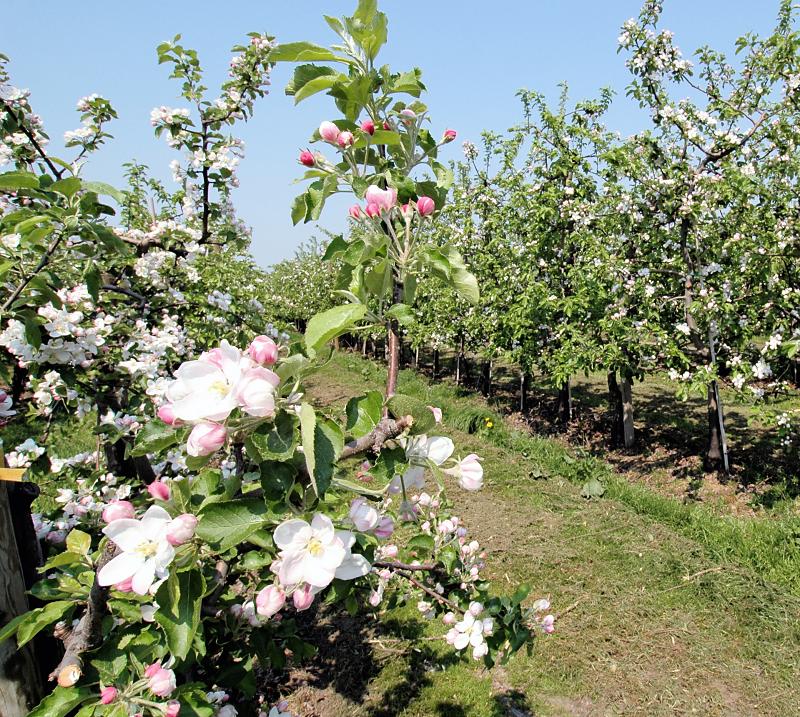 2980_8414 Apfelplantage im Obstanbaugebiet Altes Land. | Fruehlingsfotos aus der Hansestadt Hamburg; Vol. 2